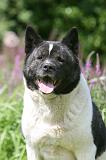 AKITA AMERICAIN 523